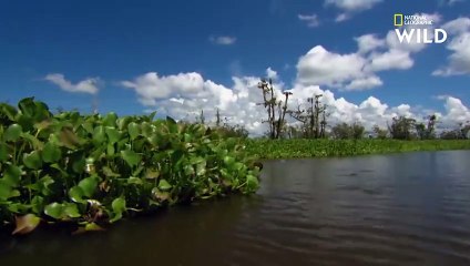 Le crocodile marin, une proie devenue chasseur