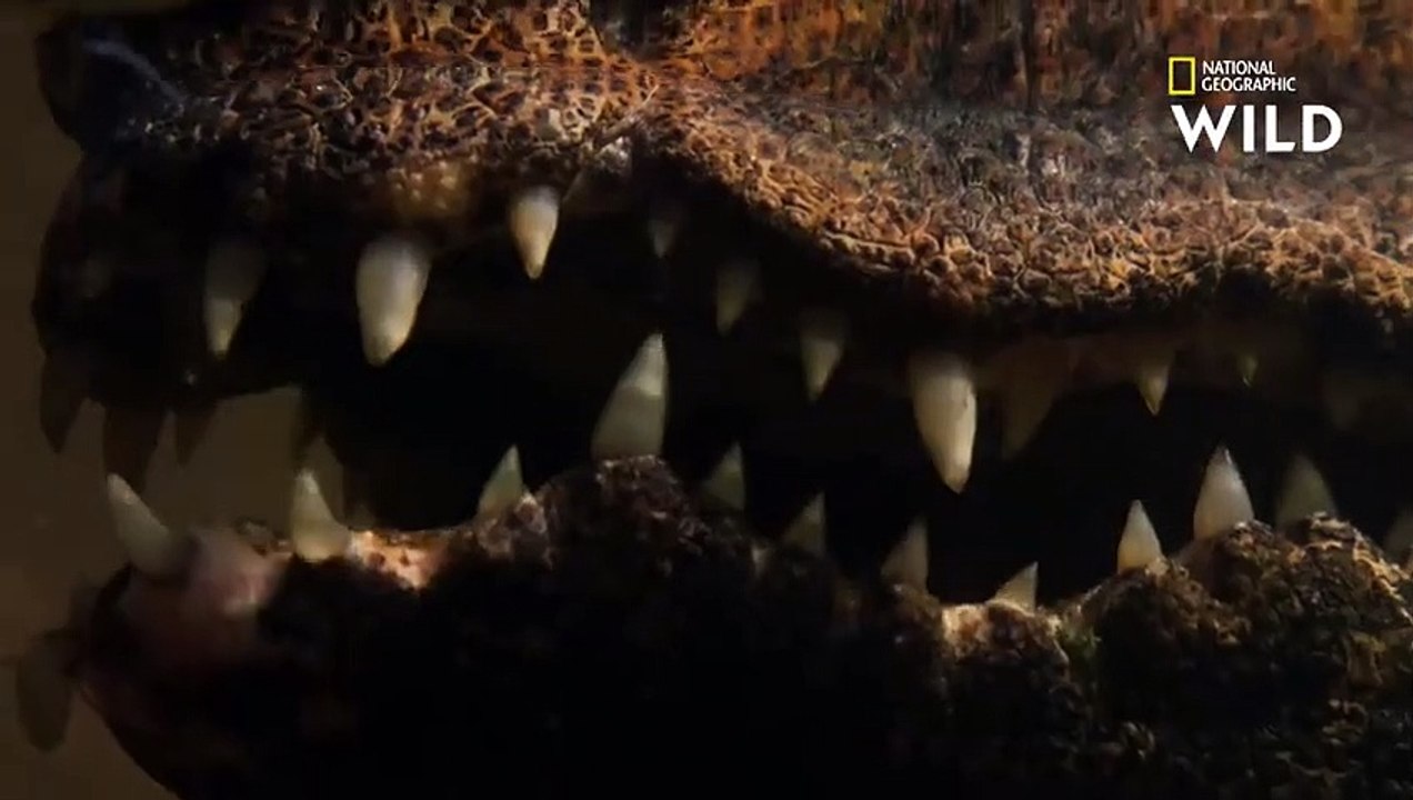 Le crocodile nain, plus à l'aise à terre que dans l'eau