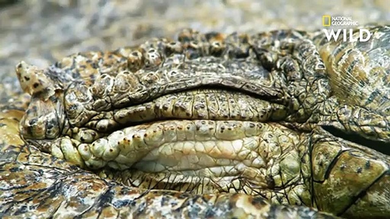 Le crocodile n'évolue pas  il a déjà une morphologie parfaite pour la chasse