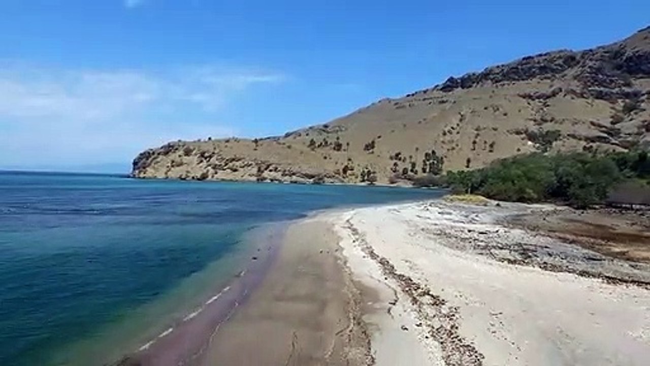 Le dragon de komodo