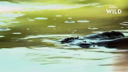 Le gigantesque crocodile marin, plus gros reptile du monde