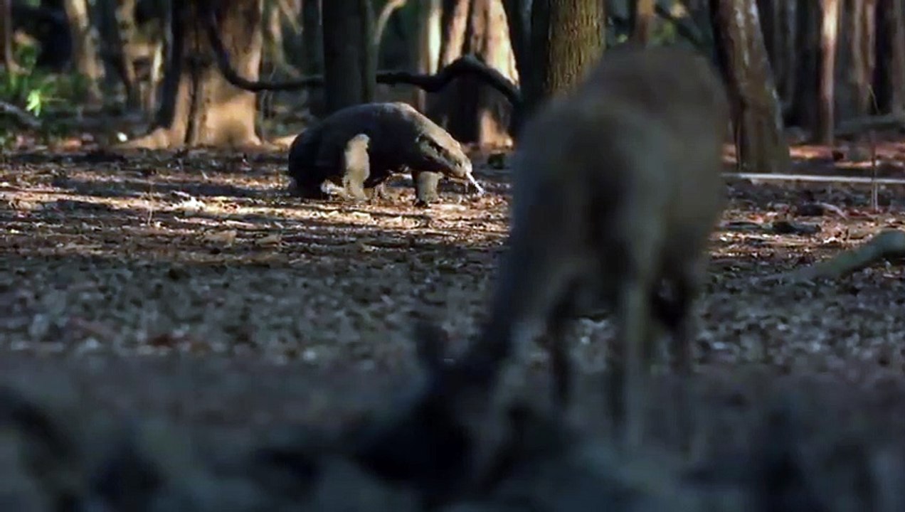 Le dragon komodo part à la chasse