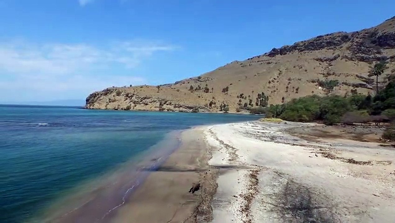 Le dragon de komodo