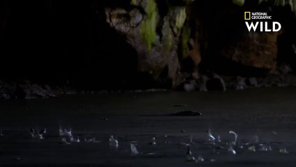 Le varan malais, tueur de chauves-souris