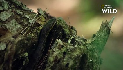 L'éclosion des serpents-ratiers