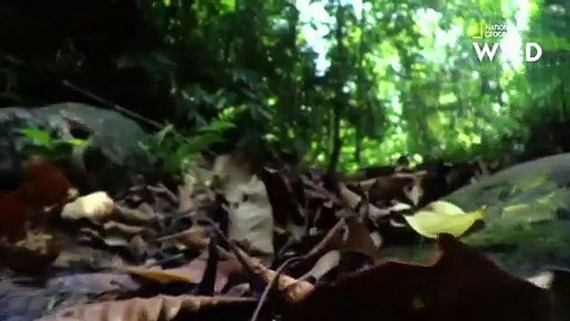 Le venin mortel du cobra royal