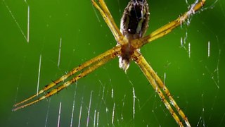 Spiders are Cannibal Predators (Laba-laba Pemangsa yang Kanibal)