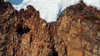 A bear cub's tense climb (Pendakian Anak Beruang yang Menegangkan)