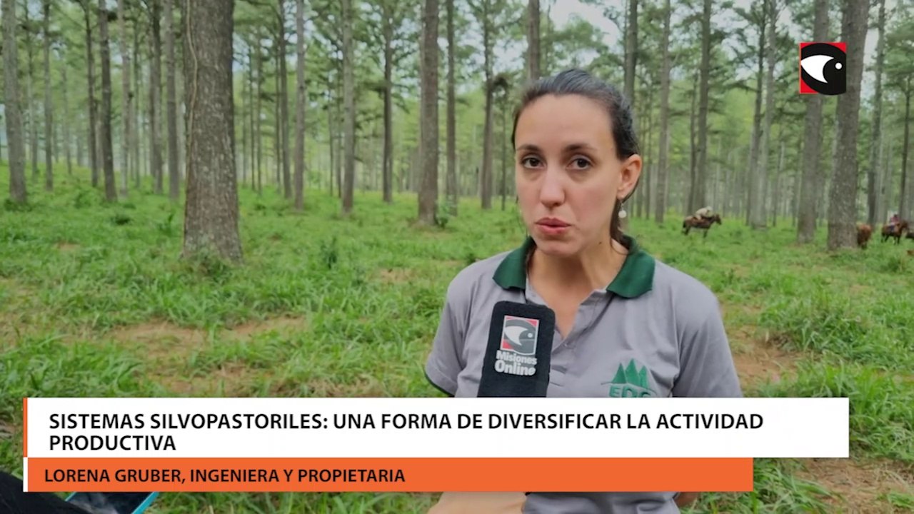 Sistemas silvopastoriles una forma de diversificar la actividad productiva