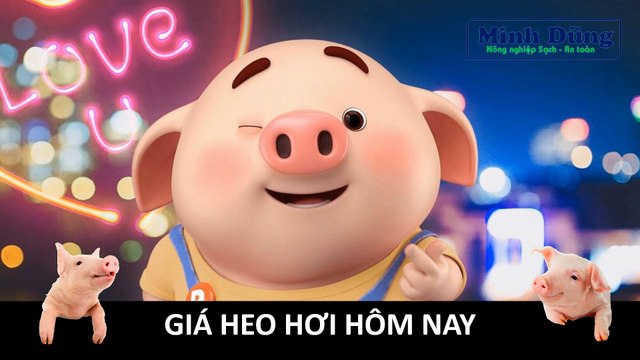 Giá heo hơi hôm nay 09/8/2023 | Nhiều tỉnh thành giá 6x - Nhập lậu tái diễn | Giá heo hơi | Giá lợn hơi |