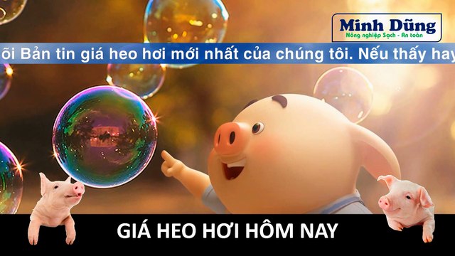 Giá heo hơi hôm nay 09/8/2023 | Giá tăng theo giờ - Nhập lậu tái diễn | Giá heo hơi | Giá lợn hơi |