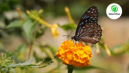 Spring-peepers-sound