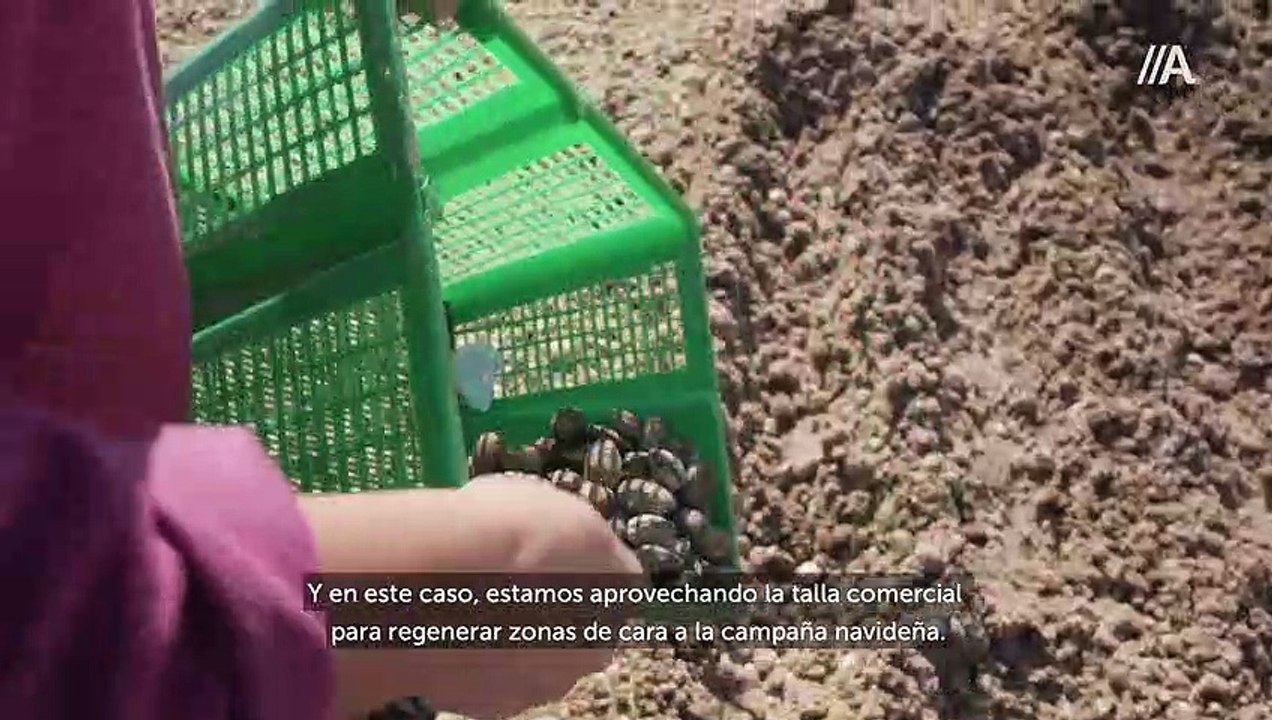 Afundación - Plancton: Mulleres de Mar II