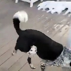 Dog Find a New Way To Walk in Snow   PETASTIC