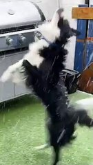 Dog Tries to Eat Snowflakes   PETASTIC