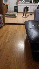 Epic Fail - Dog Afraid of Remote Control Car   PETASTIC