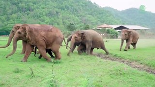Elephant Herd Get Super Excited To Welcome Rescued Baby Elephant