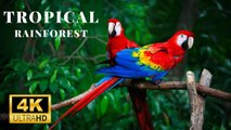 Amazon 4k - The World’s Largest Tropical Rainforest | Relaxation Film with Calming Music