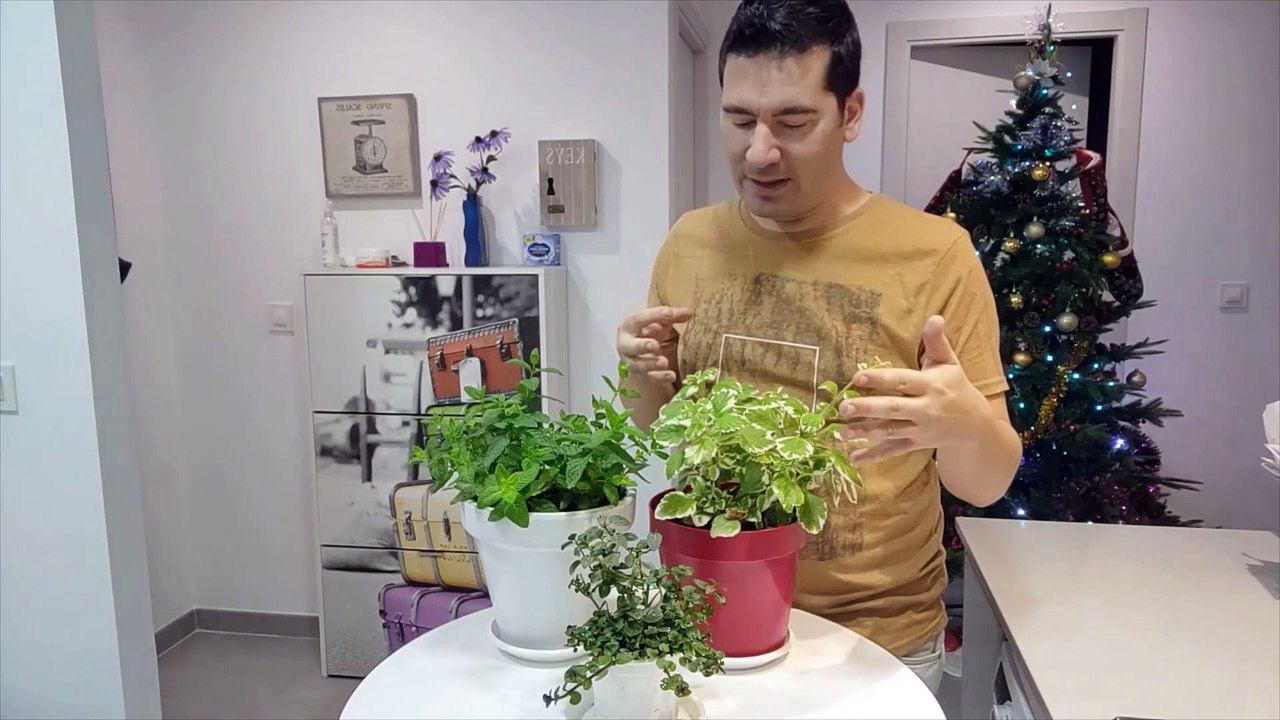 Cómo diferenciar menta de hierbabuena e incienso