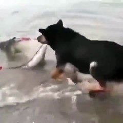 Ce chien est un très bon pecheur