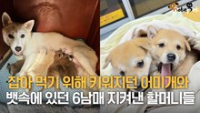 잡아먹기 위해 키워지던 어미개와 뱃속에 있던 6남매 지켜낸 할머니들