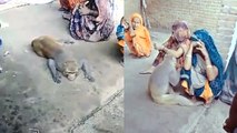 Viral: किसान की मौत पर फूट-फूट कर रोया बंदर, इंसान और पशु के प्रेम का मार्मिक Video