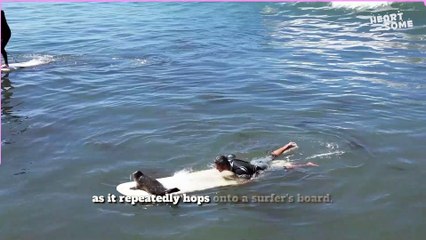 Sammy the Seal's Epic Surfing Adventure || Heartsome 