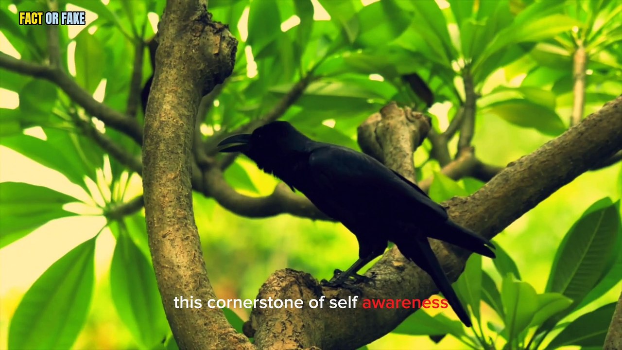 Did You Know? Crows are highly intelligent species that are self-aware, just like humans