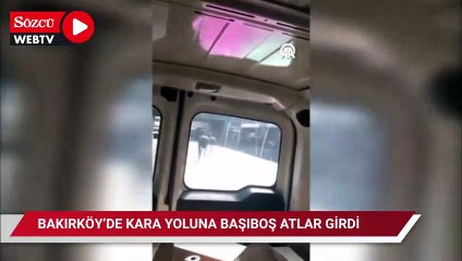 Download Video: Bakırköy'de kara yoluna giren başıboş atlar, trafiğin aksamasına neden oldu