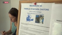 Abandon d'animaux : La SPA déplore un été record