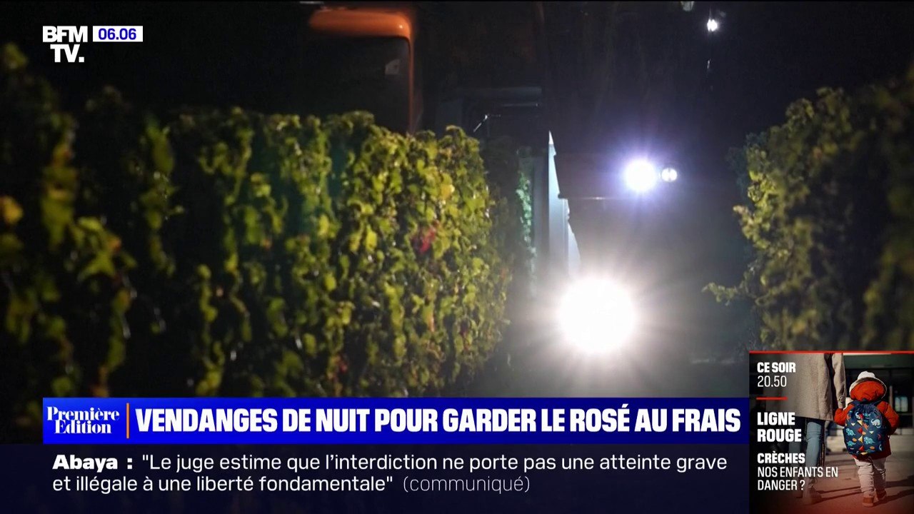 Gironde: ces viticulteurs vendangent de nuit pour préserver la fraîcheur du raisin