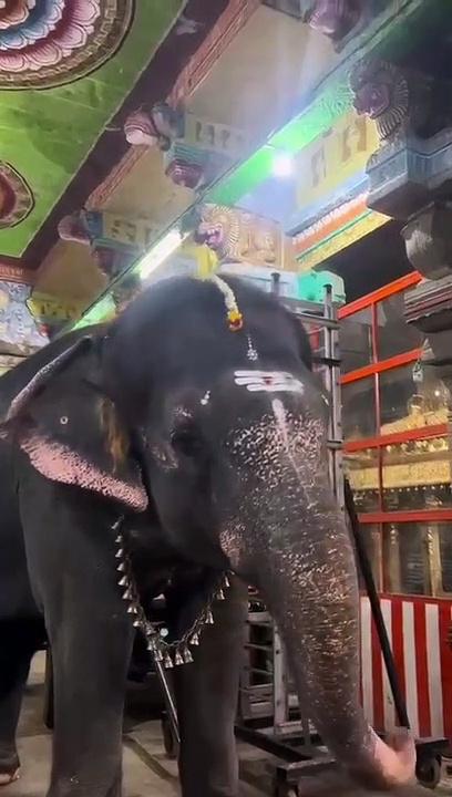 ஏ.ஆர்.ரகுமான் பாடலுக்கு குஷியாக வைப் செய்த கோவில் யானையின் கியூட் வீடியோ