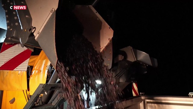Bordelais : Vendanges de nuit face à la chaleur