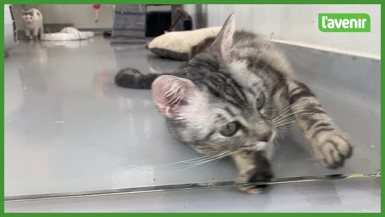 Situation “inédite” chez “Sans Collier” cet été : plus de 400 animaux recueillis et moins d’adoptions