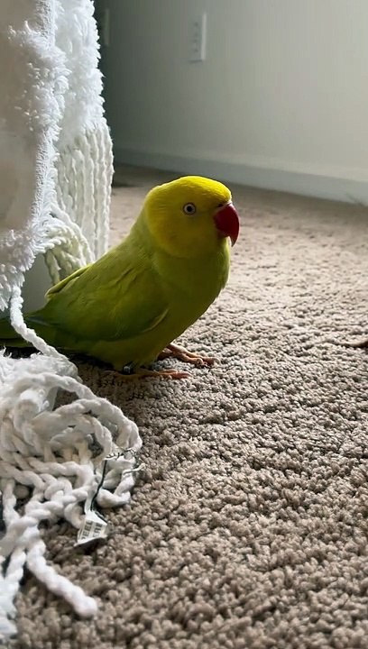 Practicing His Poses For Fashion Week