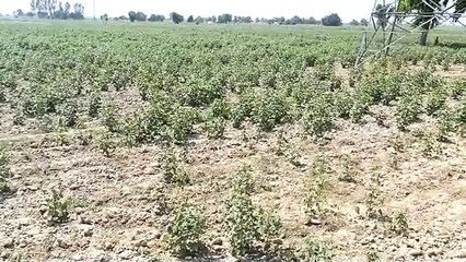 How should the crop harvesting experiment be done? Those who do it will stand idle.