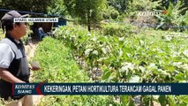 Petani di Sitaro Terancam Gagal Panen Dampak Kekeringan Akibat Musim Kemarau