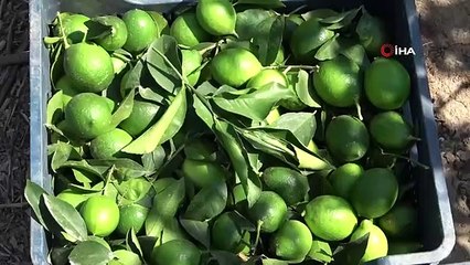 Adana'da Mayer Cinsi Limon Hasadı Başladı