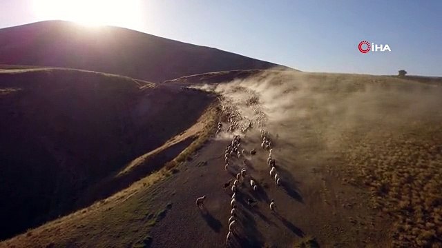 Koyun sürülerinin tozlu yolculuğu görsel şölen sunuyor