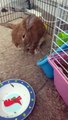 Bunny Throws A Temper Tantrum For More Salad
