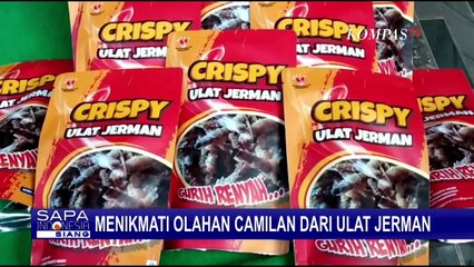 Warga Tasikmalaya Sukses Olah Ulat Jerman jadi Cemilan Krispi, Ternyata Tinggi Protein!