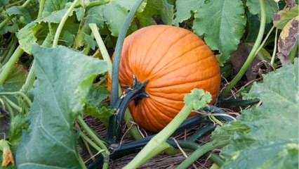 Hokkaido, Butternut & Co: Wann und wie Sie Kürbisse am besten ernten