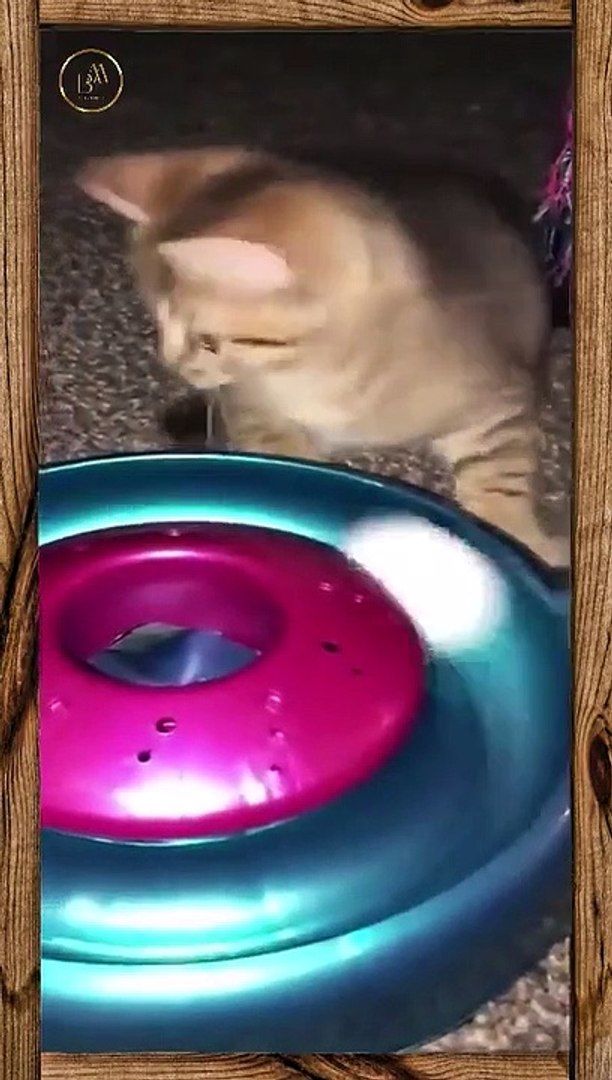 ⁣Funny pets 57 short
