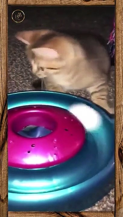 Funny pets 57 short