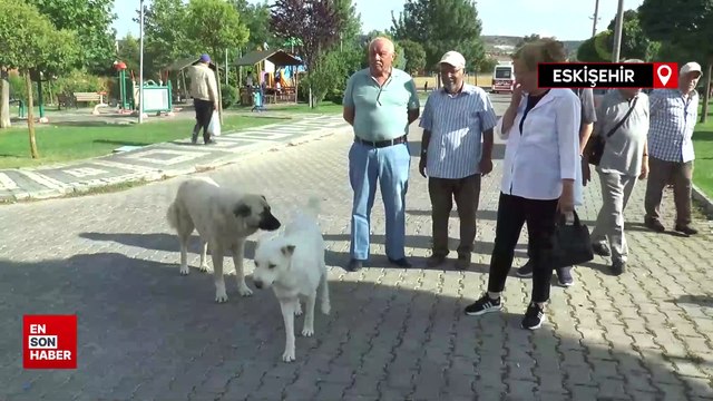 Başıboş köpek sorunu mahalle halkını isyan ettirdi