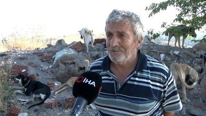 Ankara'da Sokak Köpeklerini Besleyen Kişi Tüfekle Saldırıya Uğradı