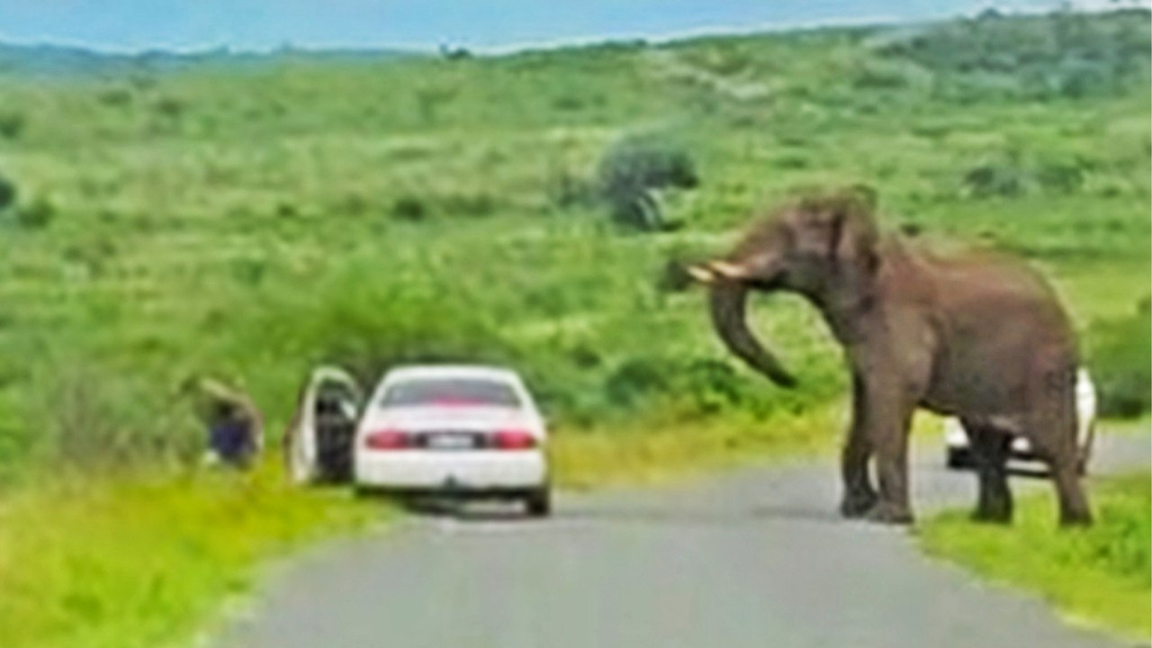Man Ditches Toyota to Run Away from Elephant!