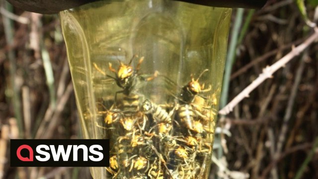 Baking Brits warned about a deadly 'invading' insect - which feeds off your pint of beer