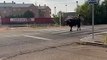 Un toro se pasea por las calles de Medina del Campo