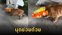 วุ่นวาย เจ้าเหมียวแอบกินขนมขบเคี้ยว หัวติดถุงออกไม่ได้